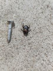 Close-up of a tiny beetle in Bukit Timah Reserve Singapore 2023