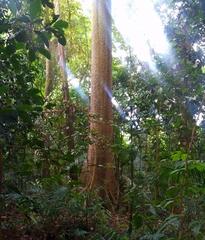 Jungle off trail to summit in Bukit Timah Nature Reserve, Singapore