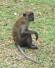 Crab-eating macaque near the summit of Bukit Timah, Singapore