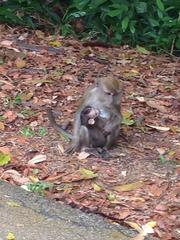 Mother crab-eating macaque nursing its baby at Bukit Timah Nature Reserve, Singapore