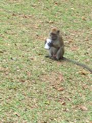 crab-eating macaque with a soda can