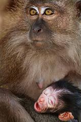 Wild monkey looking through a window