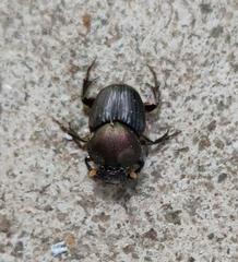 Tiny beetle in Bukit Timah Nature Reserve, Singapore, 2023