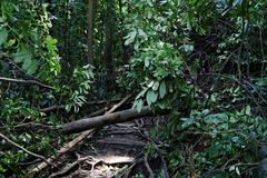 footpath to Bukit Timah summit