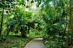 Bukit Timah Nature Reserve in Singapore