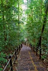 Stairs on trail to Bukit Timah Hill summit