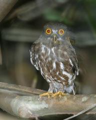 Brown Hawk Owl perched on a branch in Bukit Timah Nature Reserve