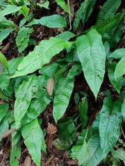 Tectaria singaporiana fern in Bukit Timah Reserve, 2023