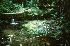 Cryptocoryne timahensis in Bukit Timah