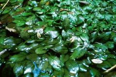 Cryptocoryne timahensis in Bukit Timah, Singapore