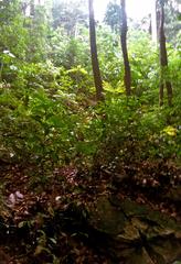 view of rainforest slope behind Kruing Hut on Bukit Timah Hill