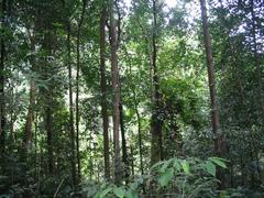 Bukit Timah Nature Reserve in Singapore, tropical rainforest