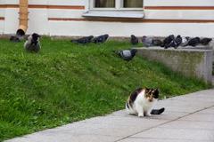 feral cat in Peter and Paul Fortress