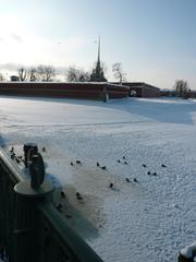 Ducks in winter in St. Petersburg