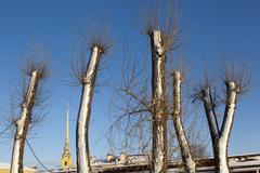 Saint Petersburg Petropavlovskaya Fortress with Trees