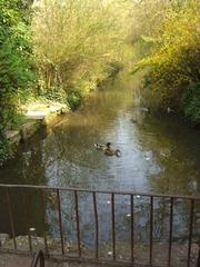 Ducklings in a canal at Monza Parco della Villa Reale