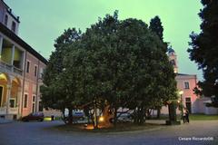 Villa Ghirlanda, evergreen magnolia, Cinisello Balsamo, Italy