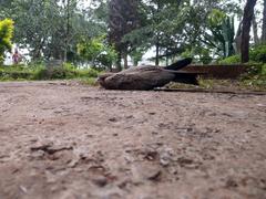 Fledgling eagle takes its first flight at Karoikor Muslim Cemetery