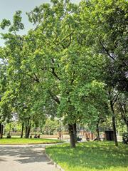 Oak tree in Vittorio Formentano Park in Milan