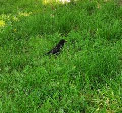 Blackbird in Vittorio Formentano Park