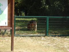 Parco delle Cave dog area in Milan