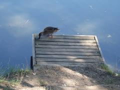 duck in Parco delle Cave, Milan