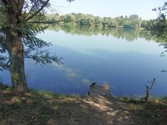 Duck swimming in Parco delle Cave in Milan