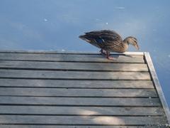 Duck in Parco delle Cave, Milan