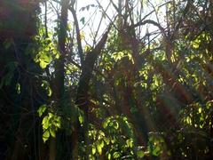 Winter morning sun ray in Bosco del Marcionino, Parco delle Cave, Milano