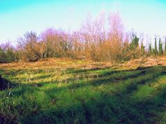 Bosco del Marcionino sunlit winter morning