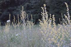 Close-up of small white flowers in bloom