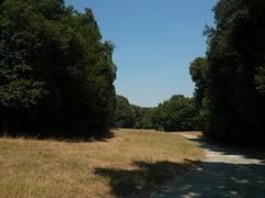 hiking trail in a forest with greenery and sunlight