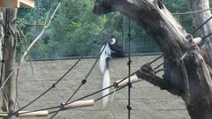 Colobus Guereza in its natural habitat