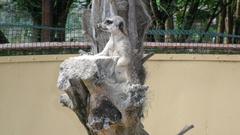 standing meerkat on rocky ground