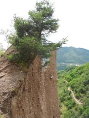 Segonzano pyramids with a tree protruding