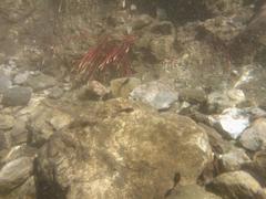 underwater view of tadpoles hatching in a stream