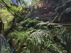 Felce Bulbifera (Woodwardia Radicans) in Riserva Naturale della Valle delle Ferriere