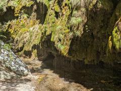 Moss and lichens in Valle delle Ferriere Nature Reserve