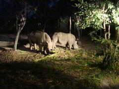 White rhinoceros at Chiang Mai Night Safari