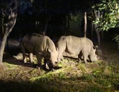 white rhinoceros at Chiang Mai Night Safari