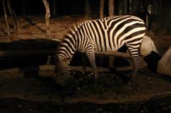 Zebra at Chiangmai Night Safari, Thailand