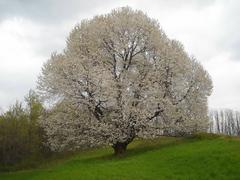 Ancient cherry tree in Besana in Brianza