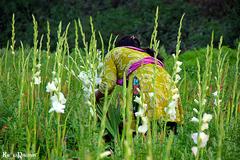 Flower cultivated at Sabdi area, Bandar, Narayanganj