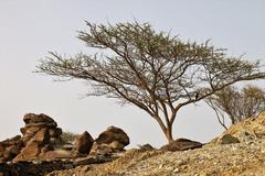 Lone trees on barren hills of Fujairah