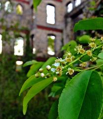 Historical Saint Agnes Hospital building ruins surrounded by trees