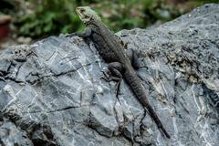 Garhwal Lizard at Kempty Falls