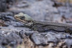 Garhwal Lizard at Kempty Falls in the Himalayas