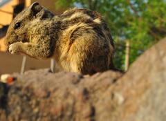 Squirrel near Adam Khan's Tomb in India