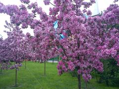 Petrogradsky District, St Petersburg, Russia landscape