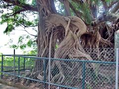 Kam Tin Tree House in Shui Mei Village Hong Kong